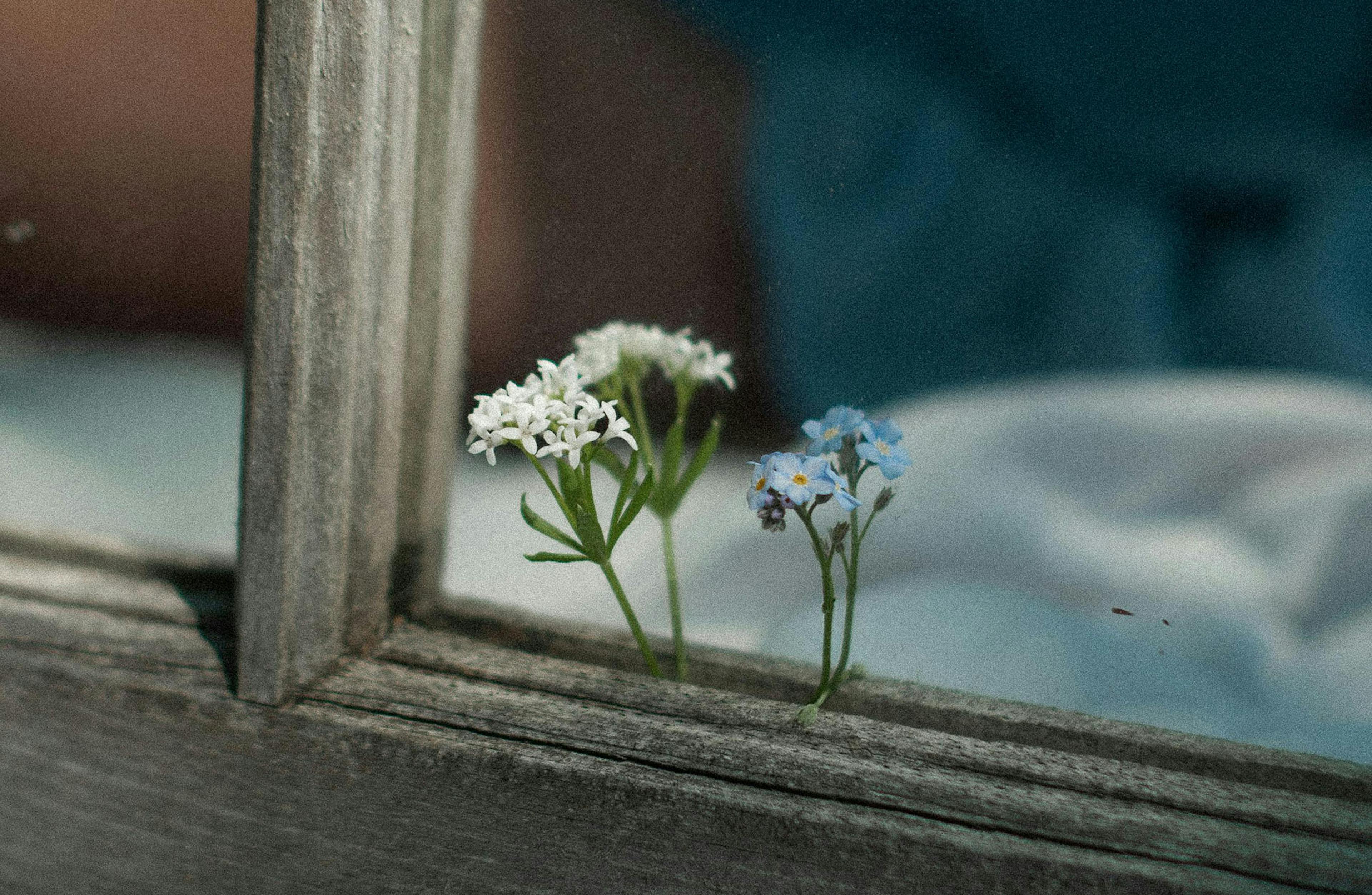 piccoli fiori