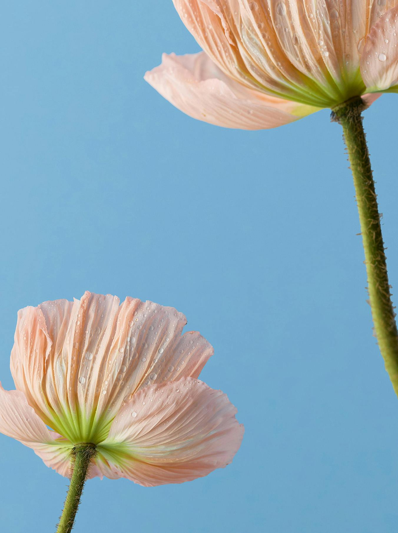 fiori rosa su cielo azzurro