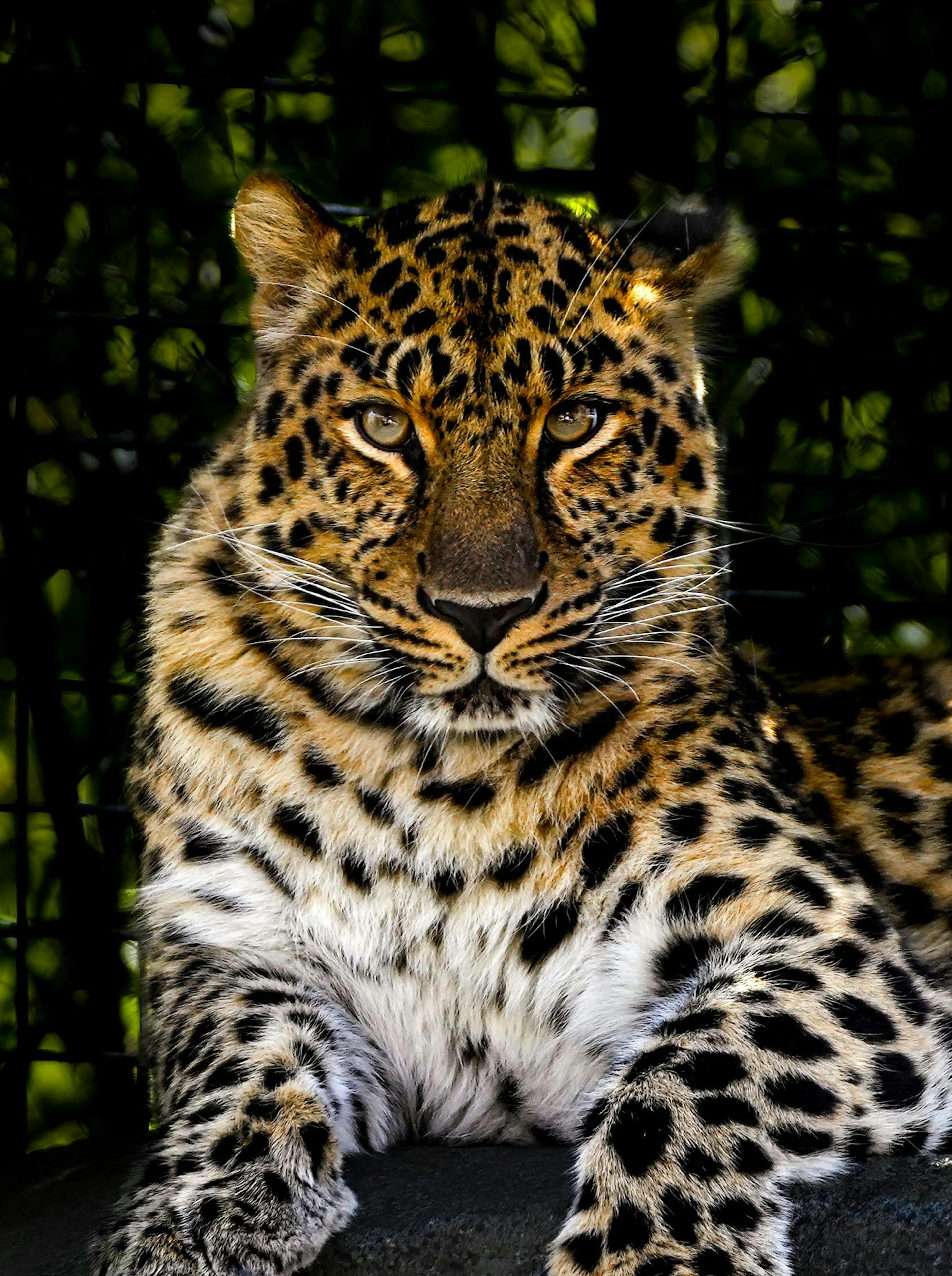 leopardo