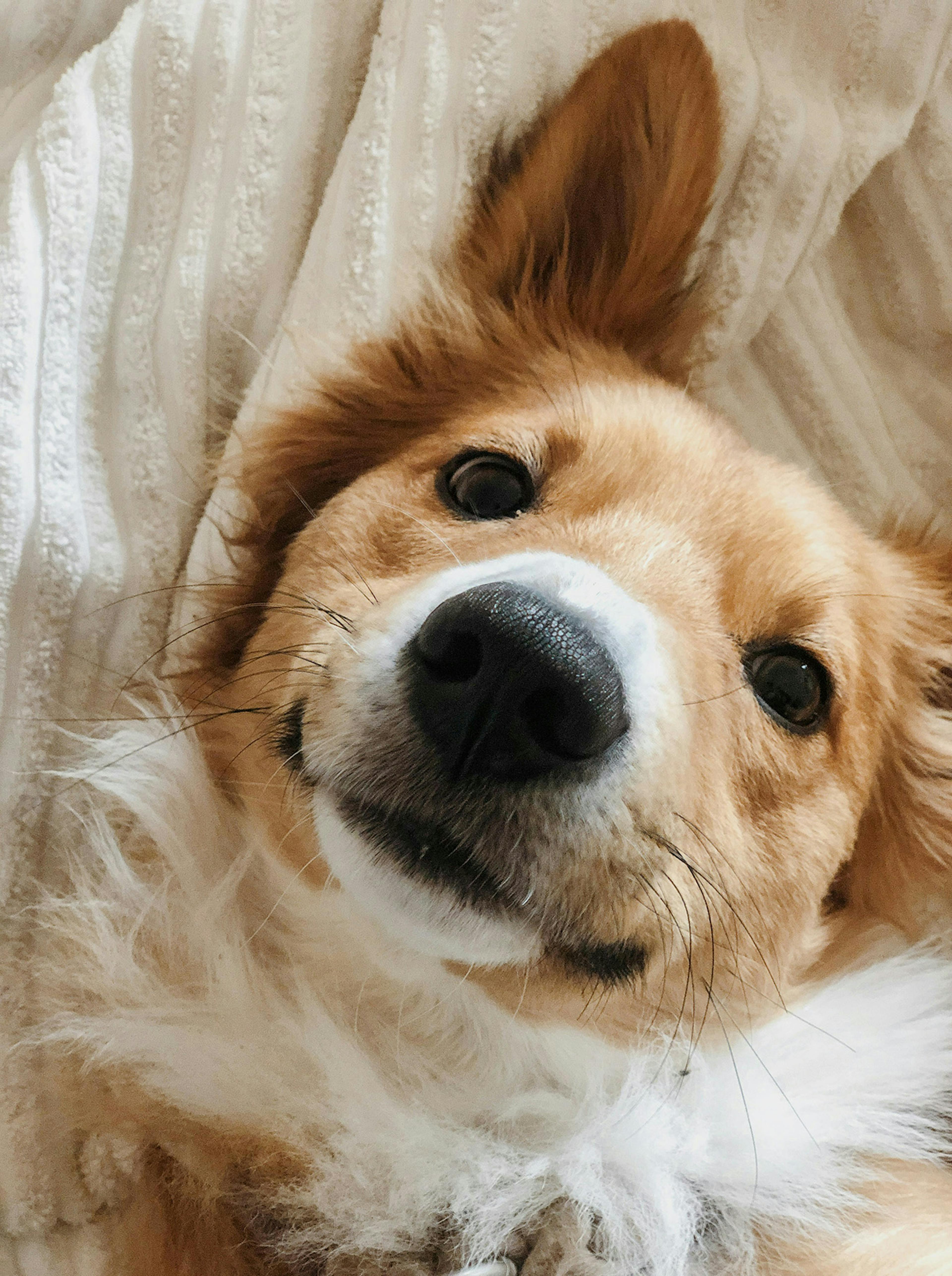 Cane
