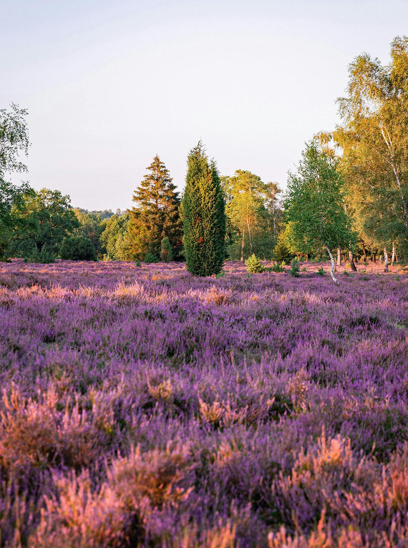 Campo di lavanda
