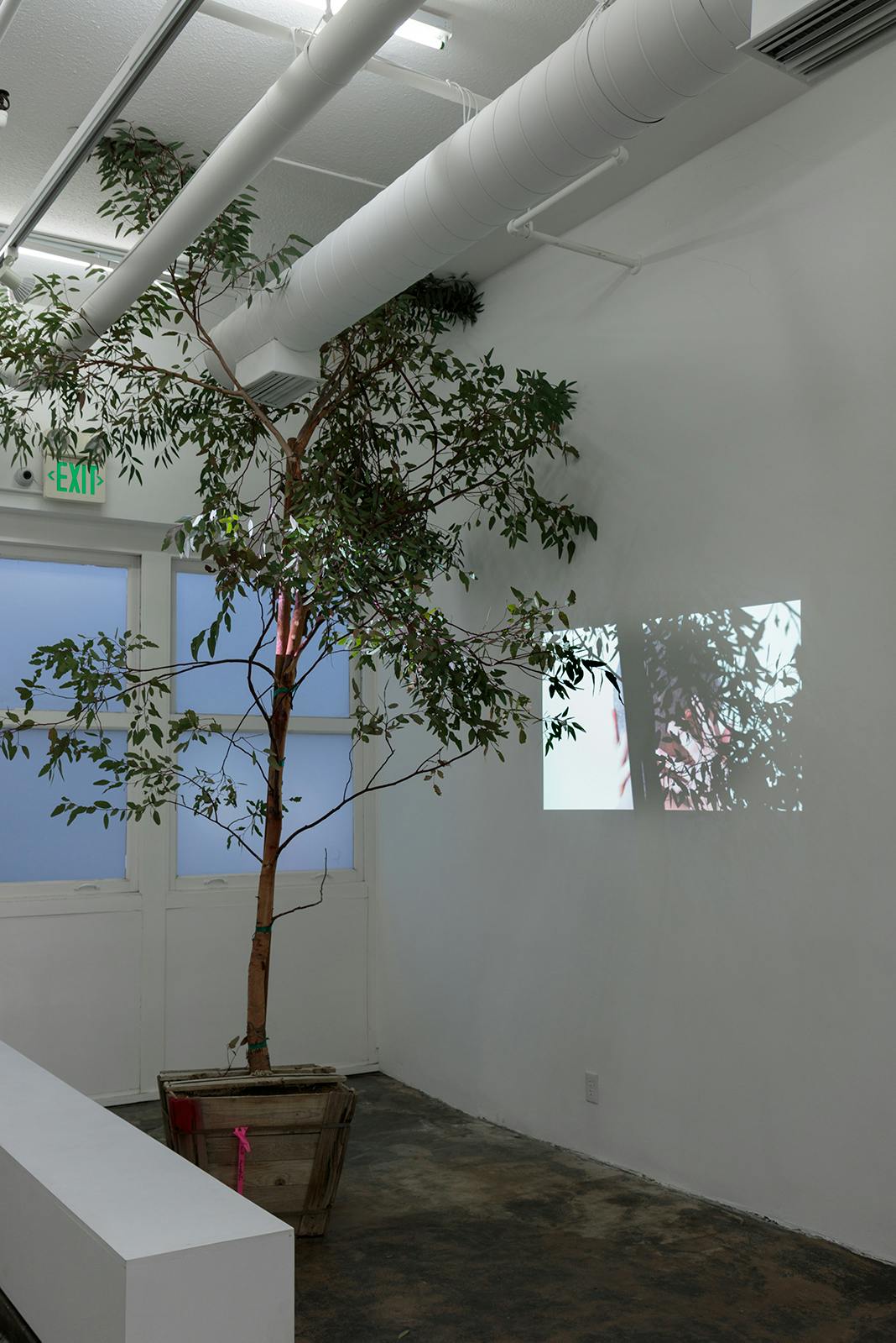 It is April (Well Covered) - eucalyptus tree, projection