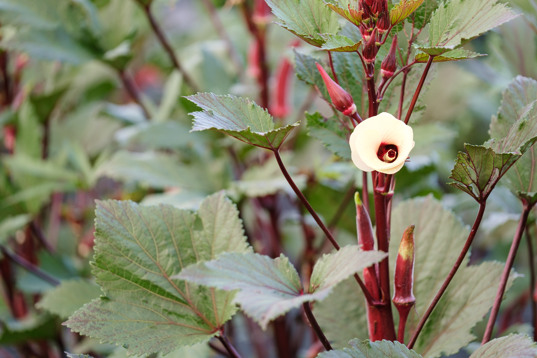 Okra rouge et fleur - Le Rizen