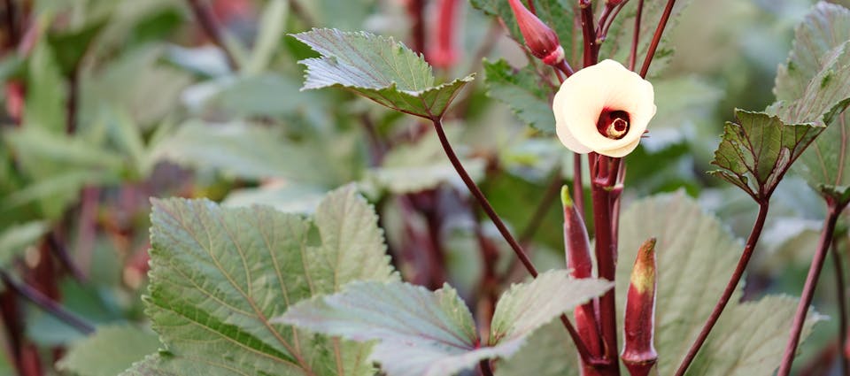 Okra rouge et fleur - Le Rizen