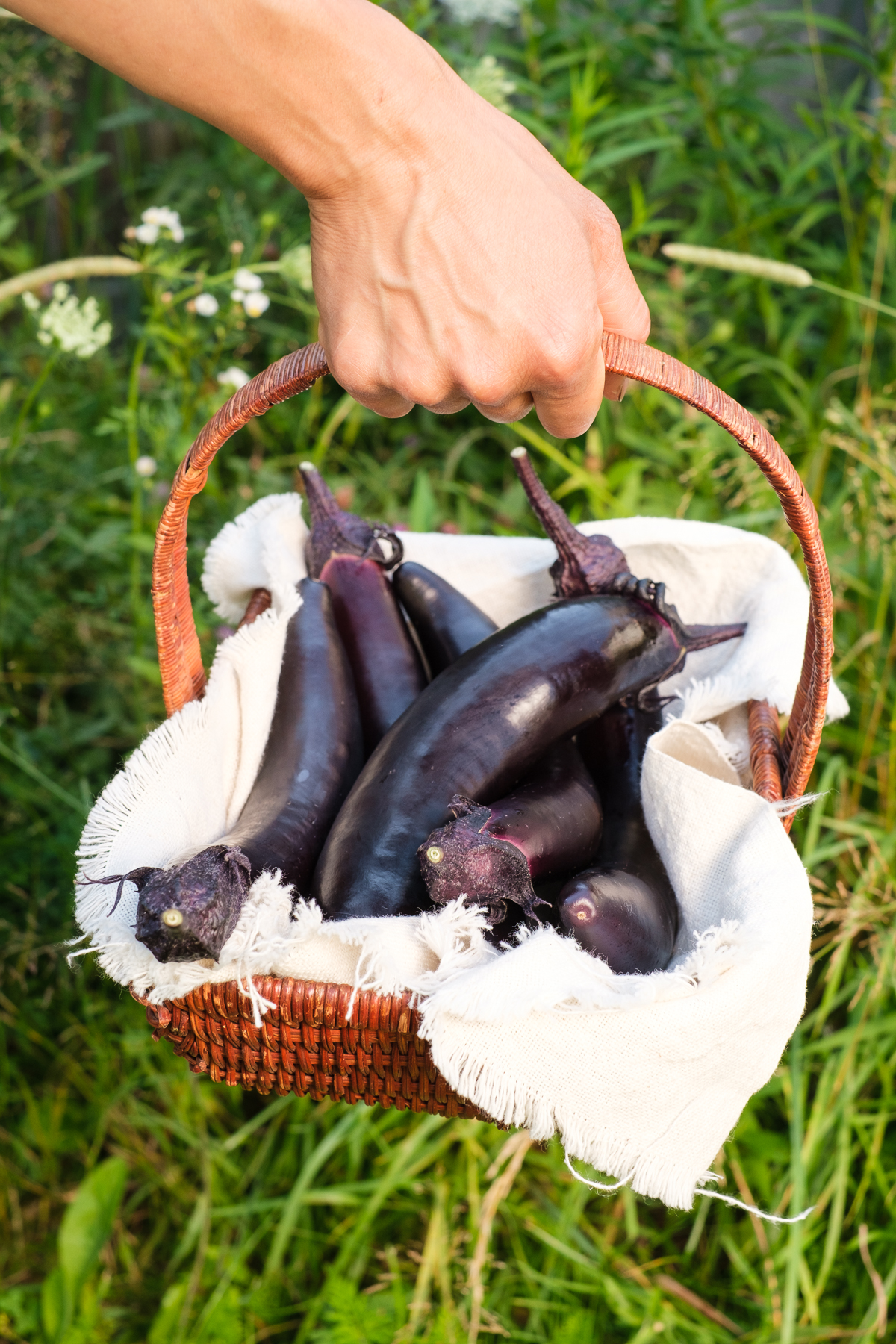 Aubergines asiatiques - Le Rizen