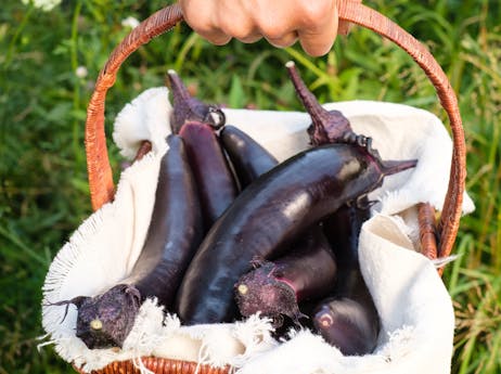 Aubergines asiatiques - Le Rizen