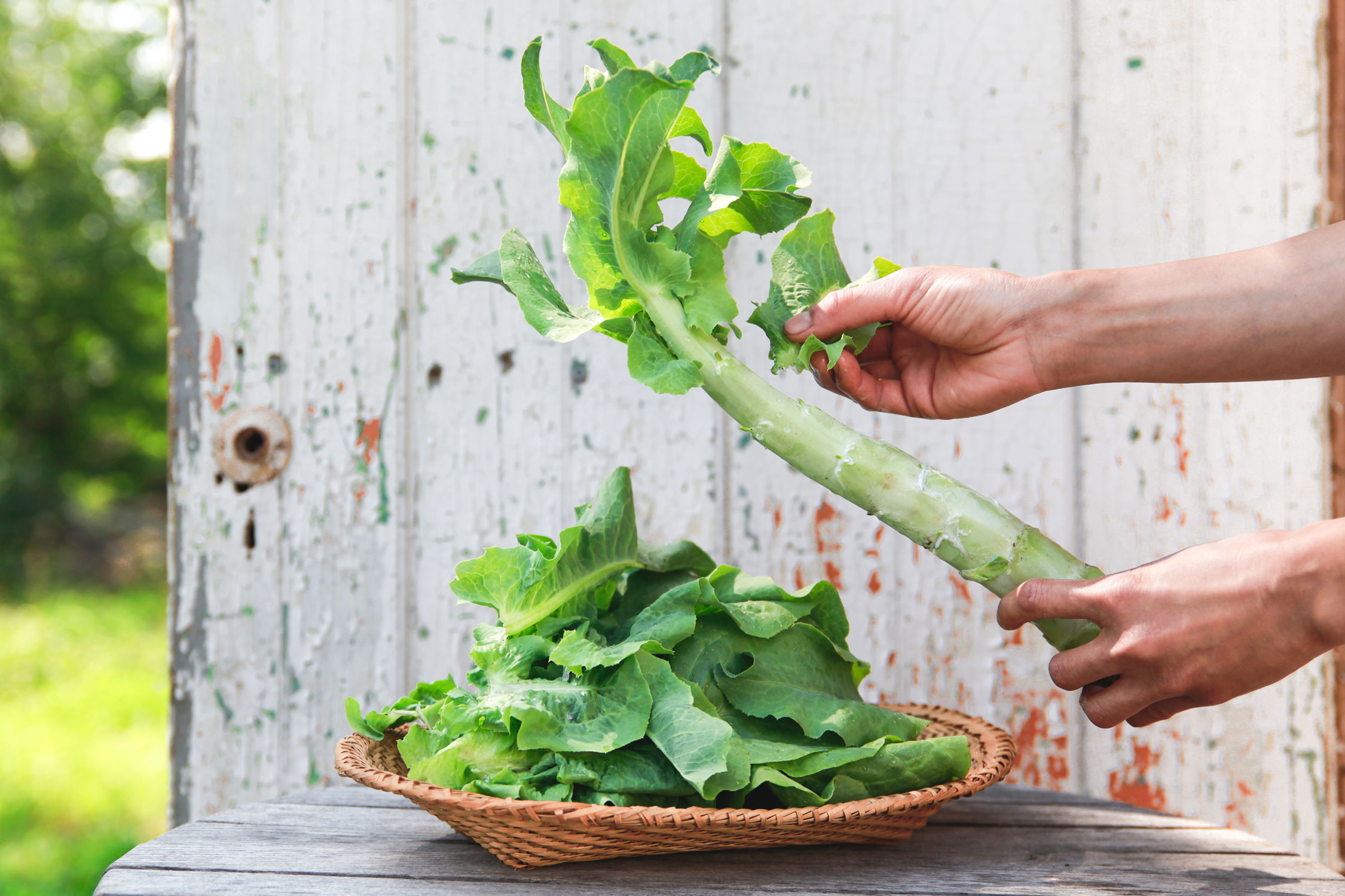 Celtuce bio - Le Rizen