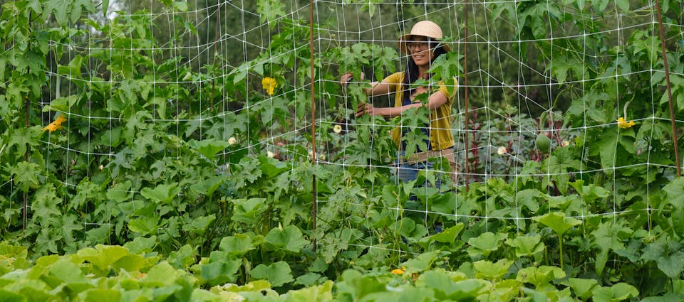 Récolte de luffas - Le Rizen