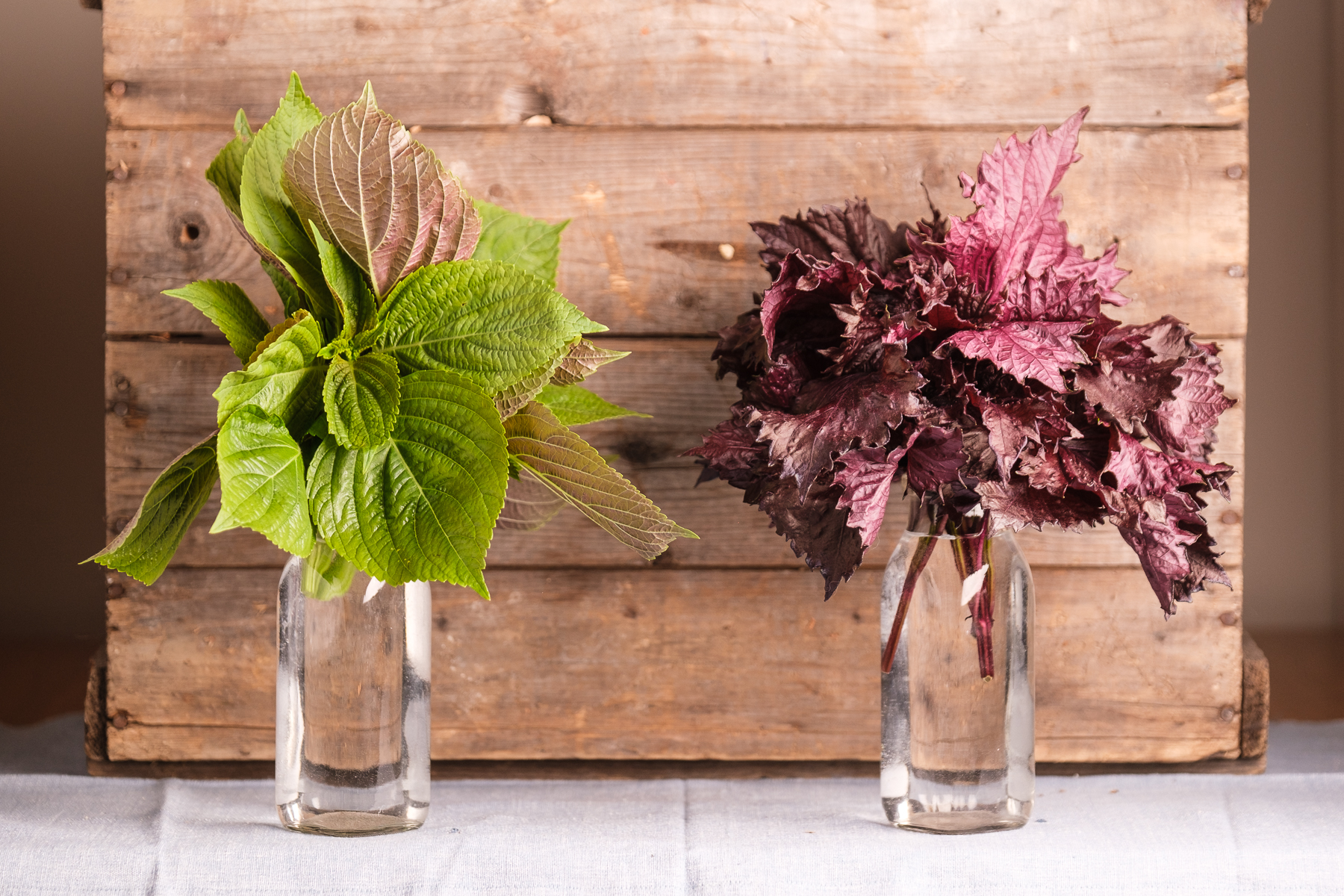 Shiso vert, shiso rouge - Le Rizen