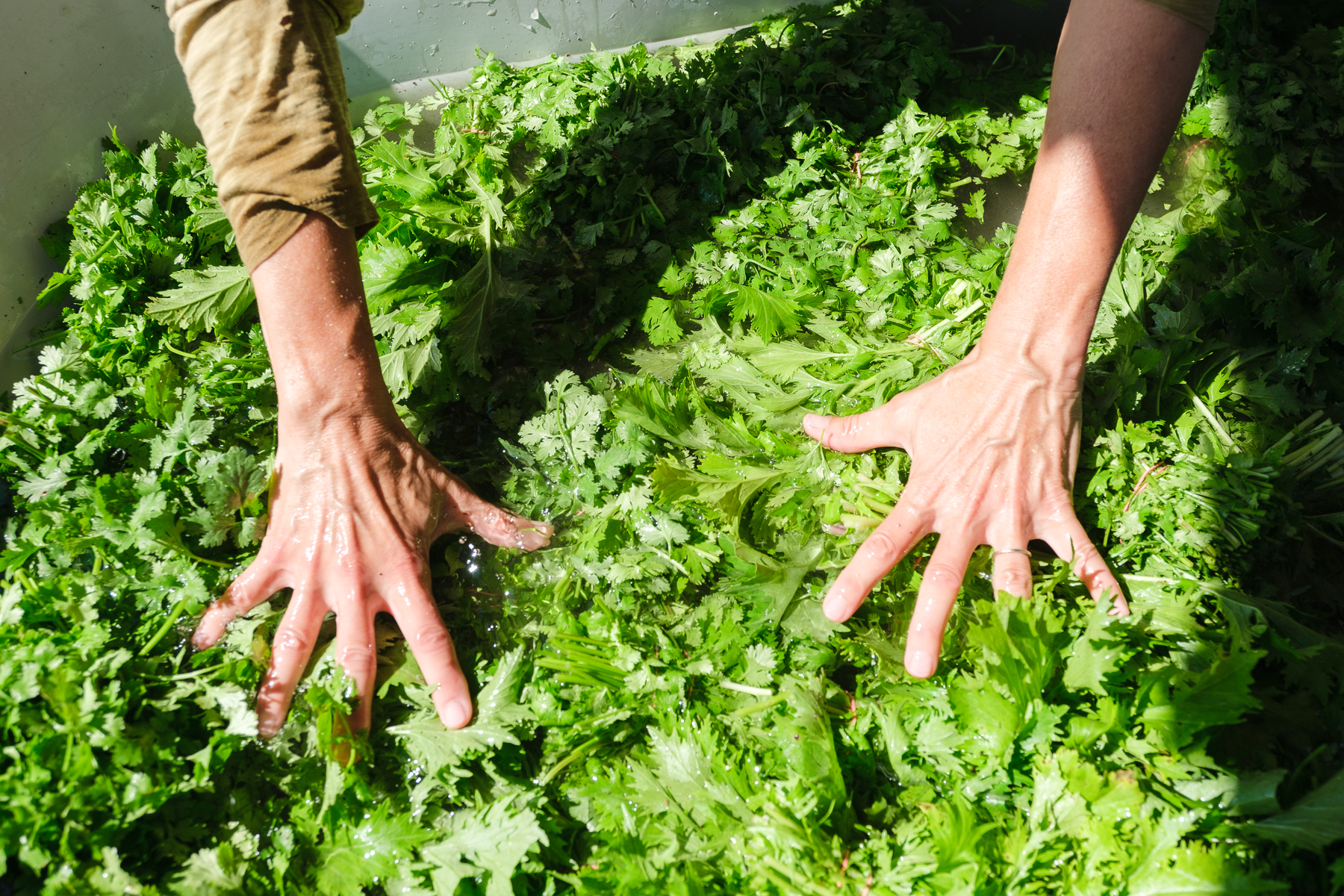 Mizuna et coriandre au bain de lavage - Le Rizen