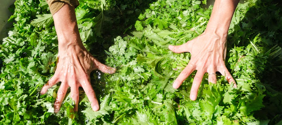 Mizuna et coriandre au bain de lavage - Le Rizen
