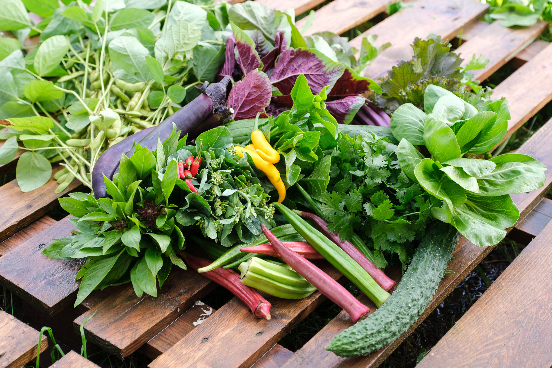 Nos légumes asiatiques bio - Le Rizen