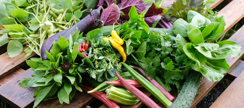 Nos légumes asiatiques bio - Le Rizen