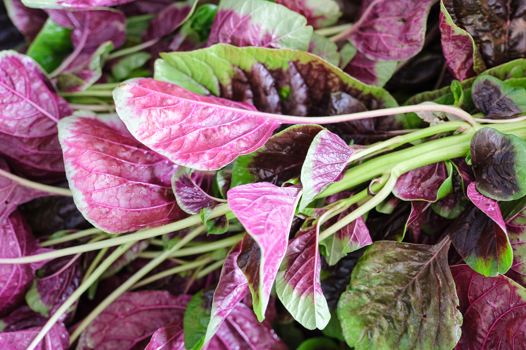 Amarante feuille bio - Le Rizen