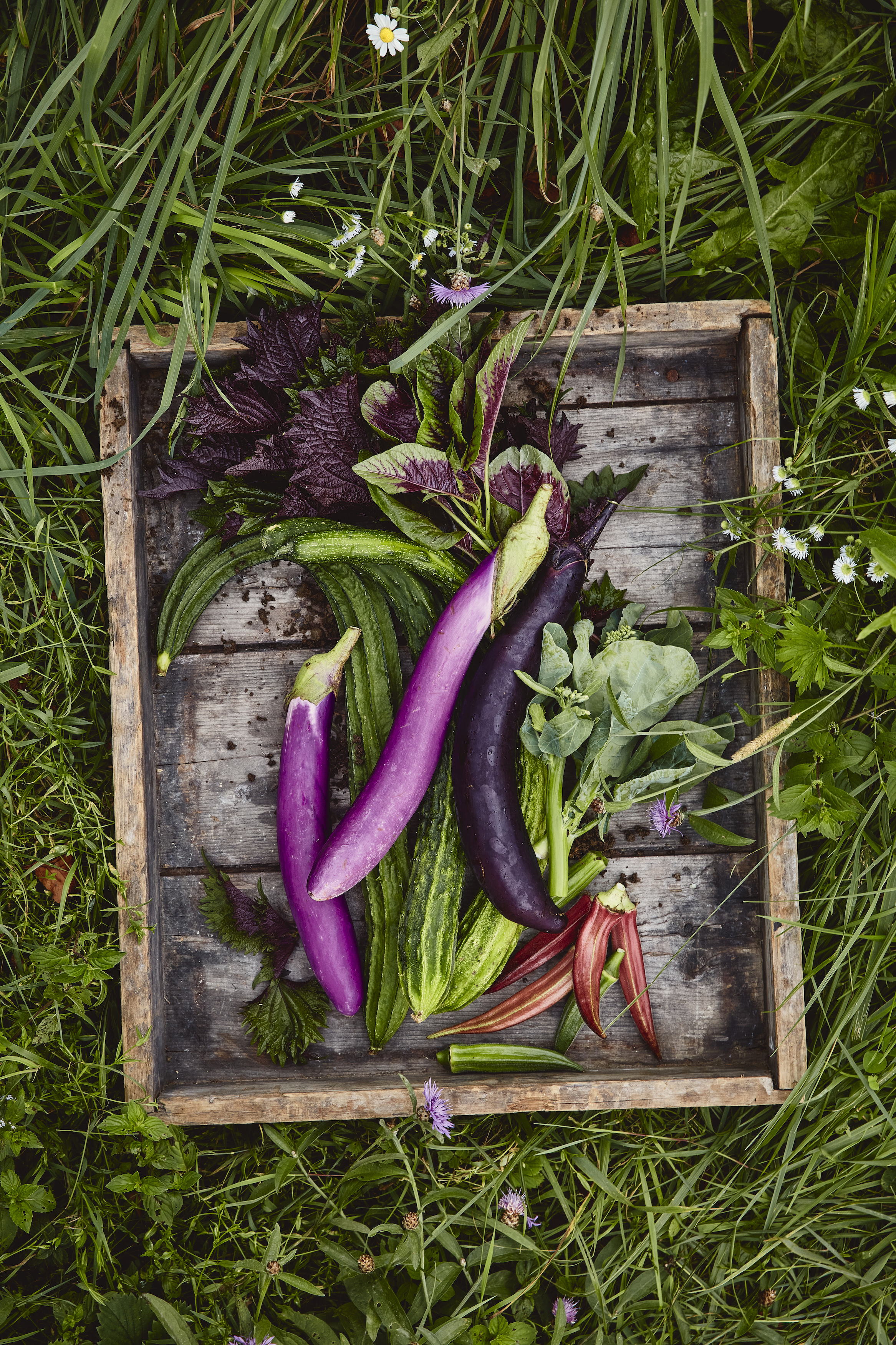 Légumes asiatiques biologiques - Le Rizen
