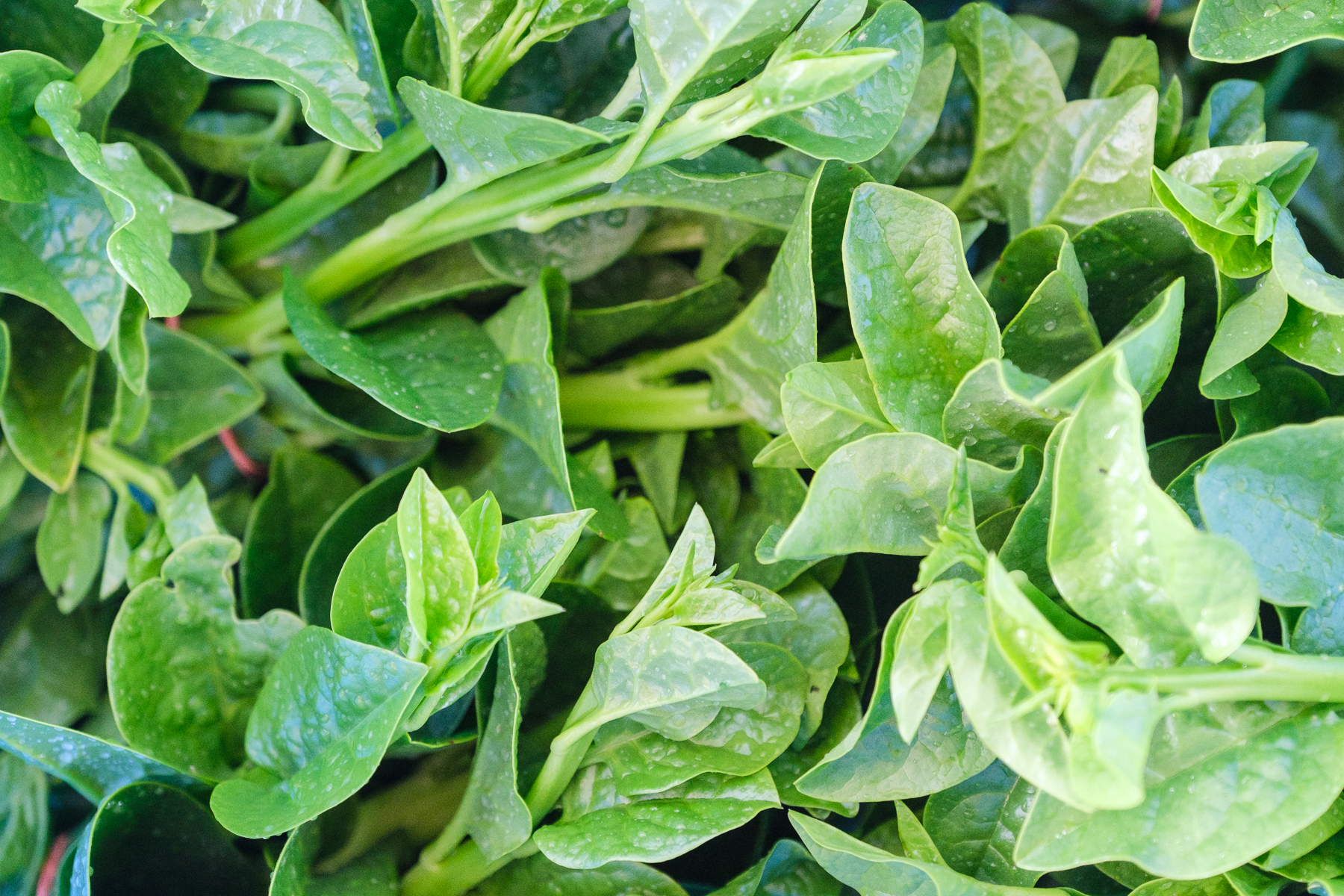 Épinard de Malabar bio - Le Rizen