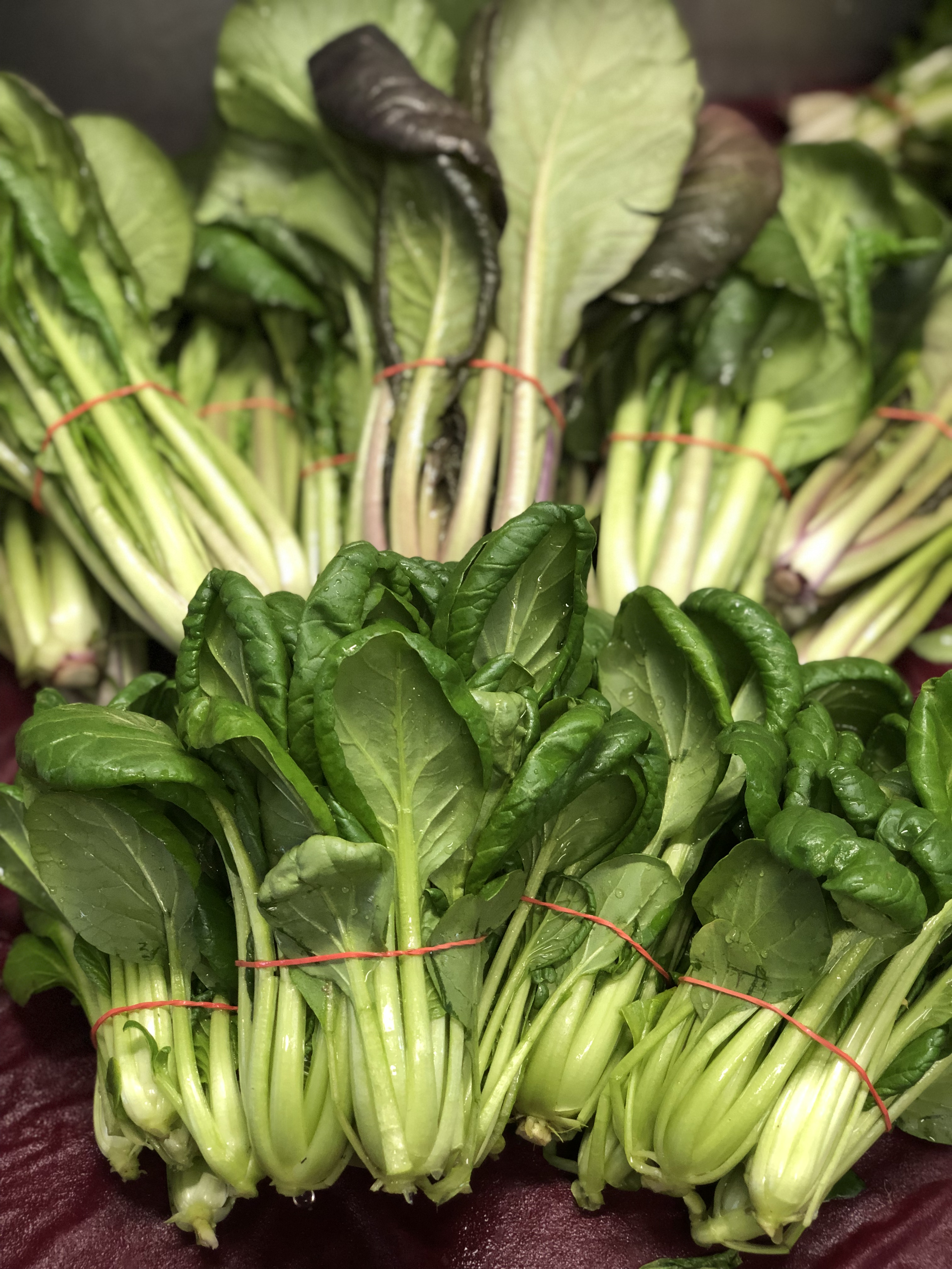 Tatsoi vert et arc-en-ciel