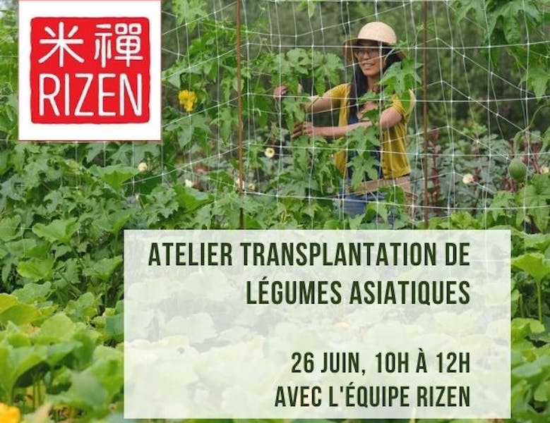 Atelier transplantation et gestion de cultures de légumes asiatiques par Le Rizen