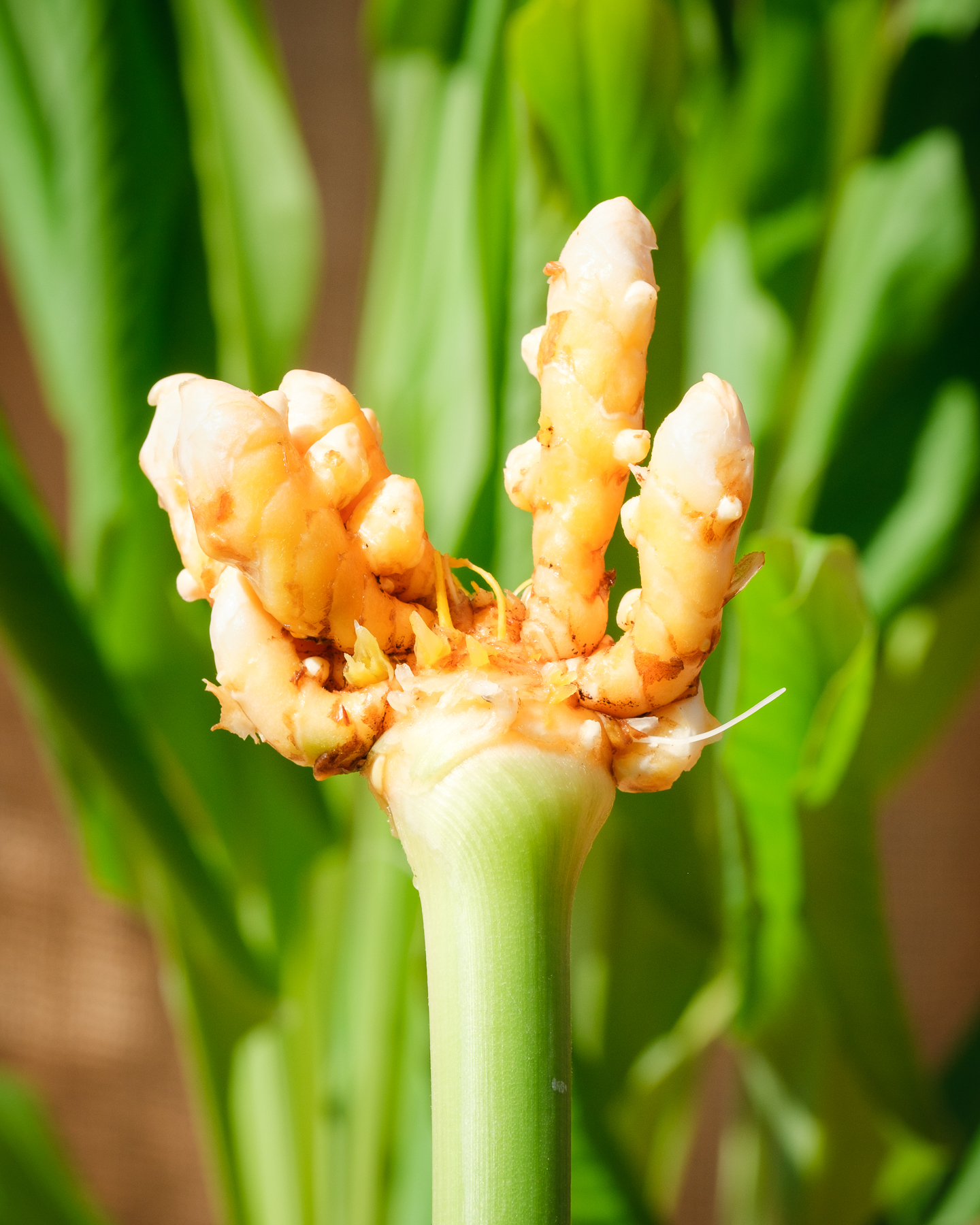 Curcuma bio - Le Rizen