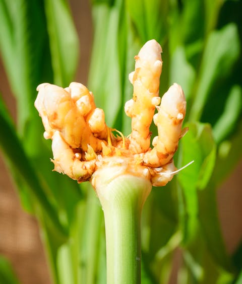 Curcuma bio - Le Rizen