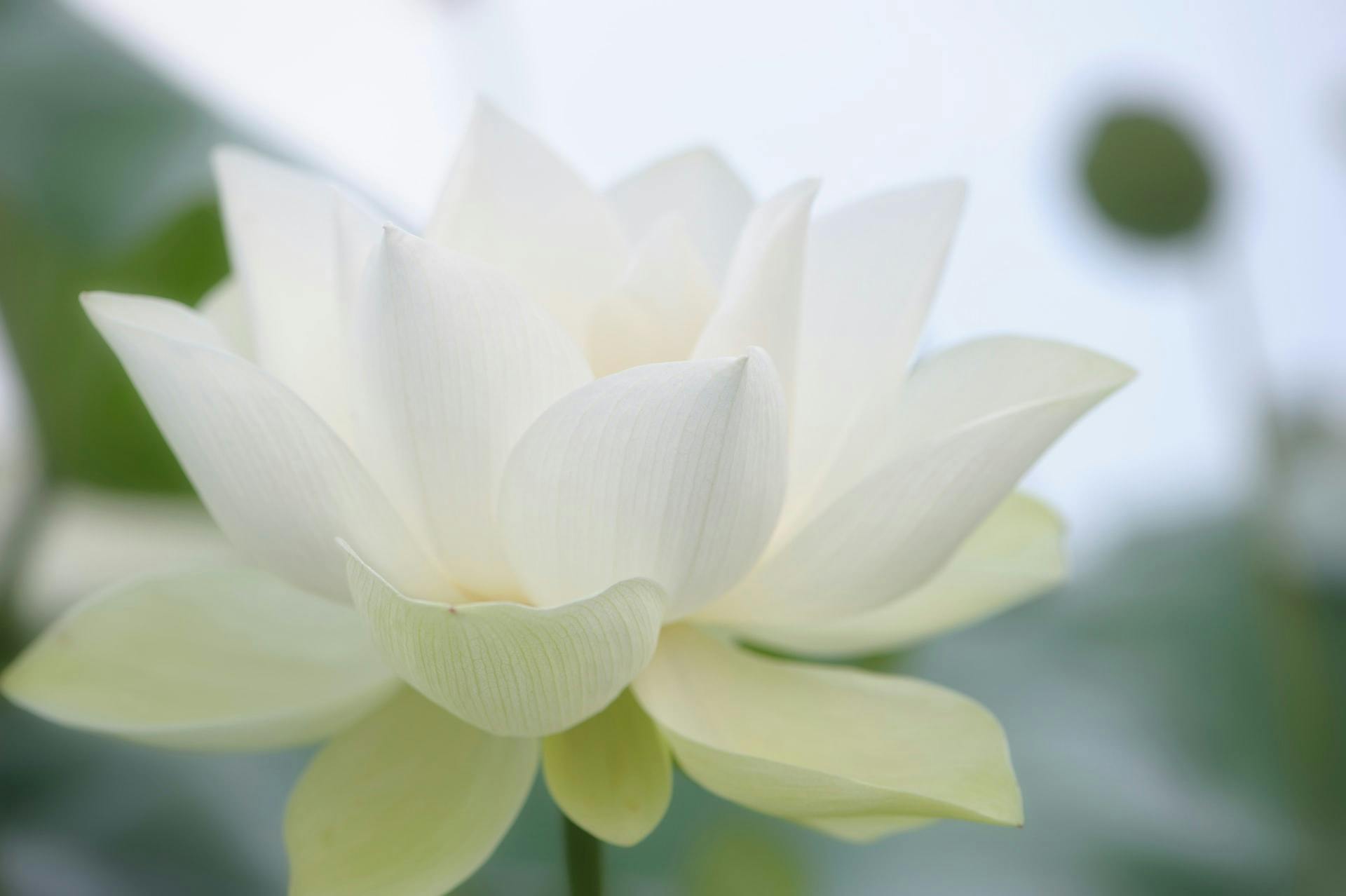 he zhu (https://unsplash.com/@zhugher)
