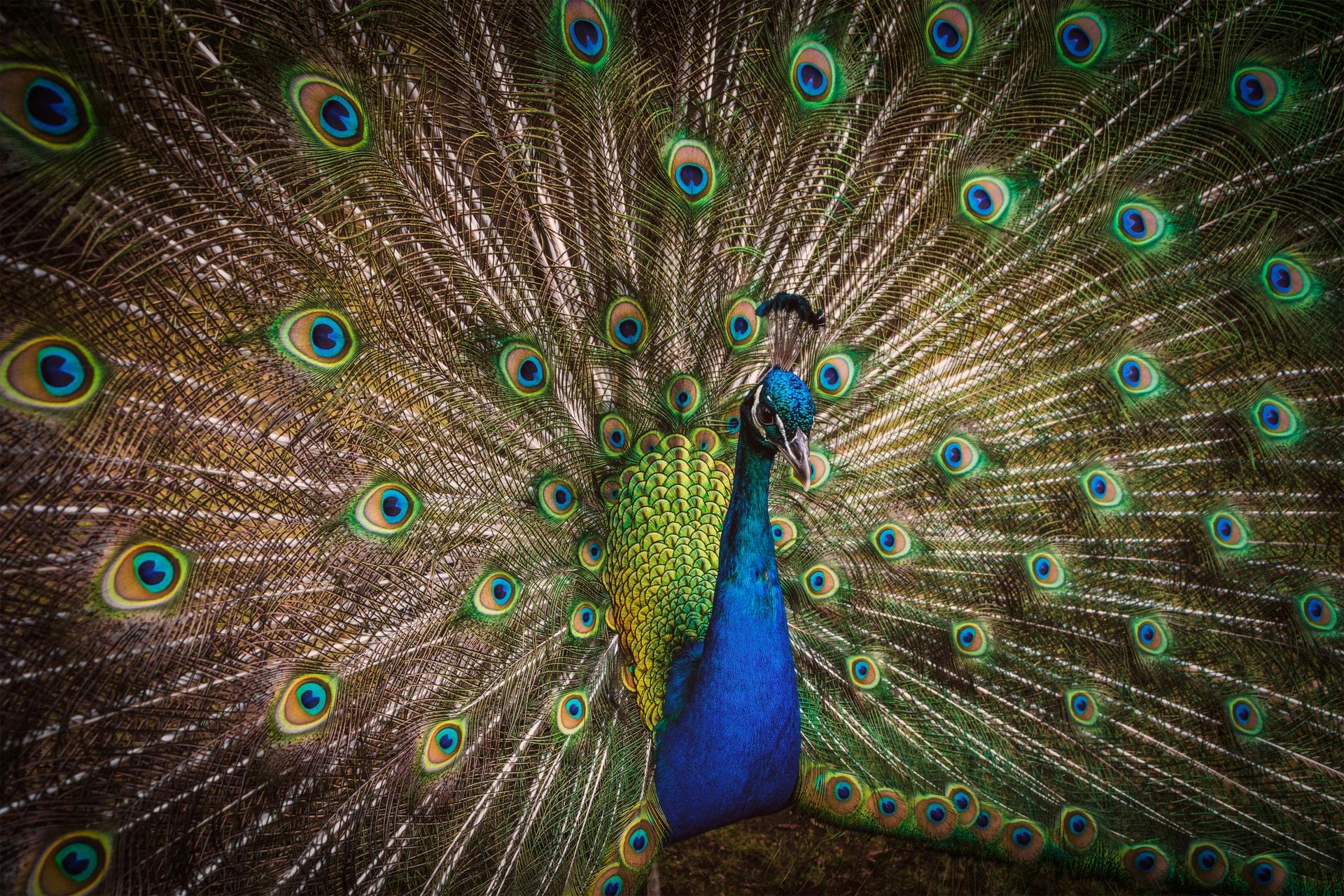 Paul Carmona (https://unsplash.com/@sydneylens)