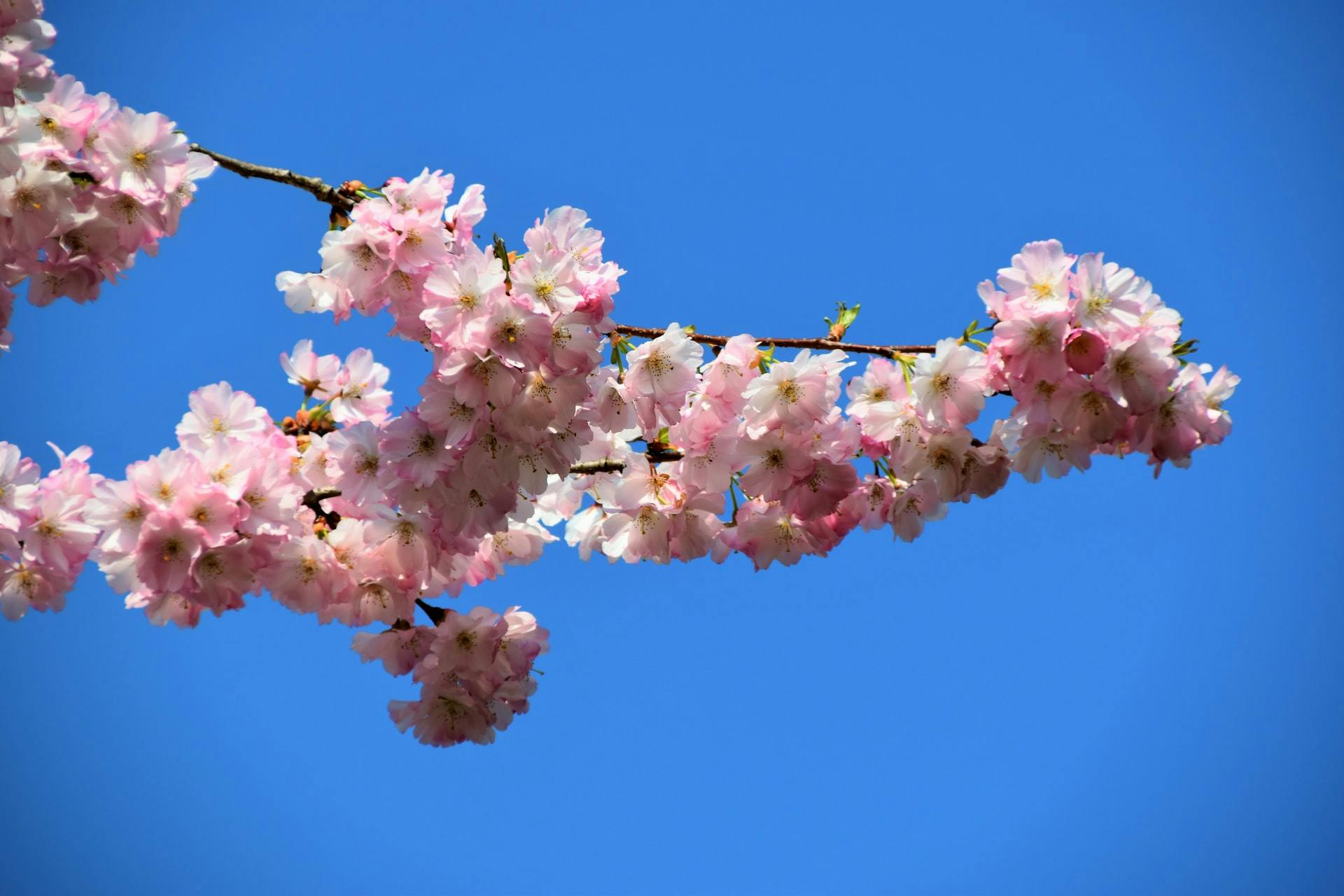 Waldemar Brandt (https://unsplash.com/@waldemarbrandt67w)