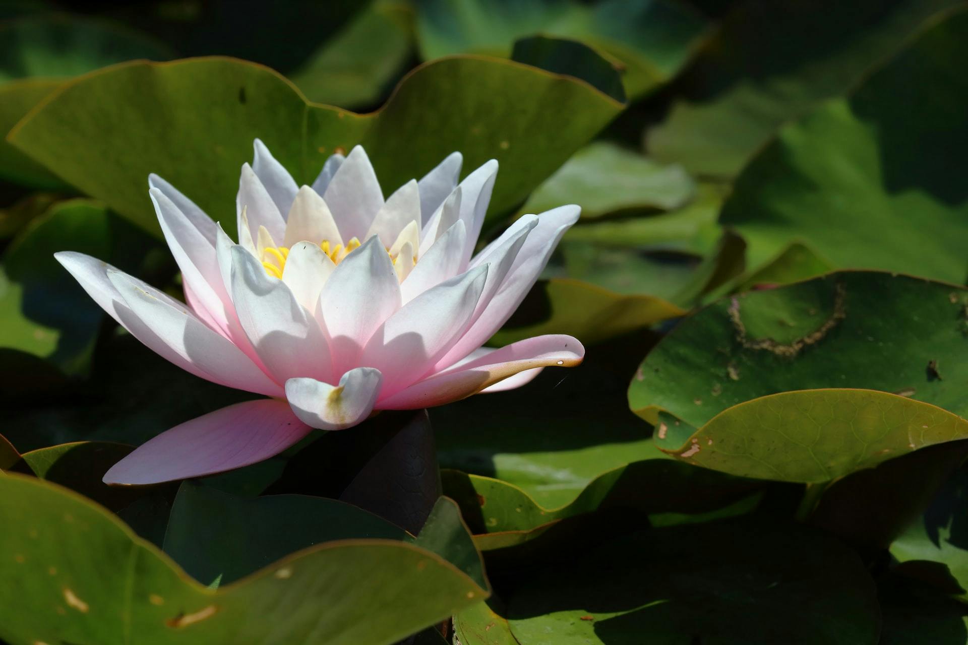 Martin Woortman https://unsplash.com/@martfoto1