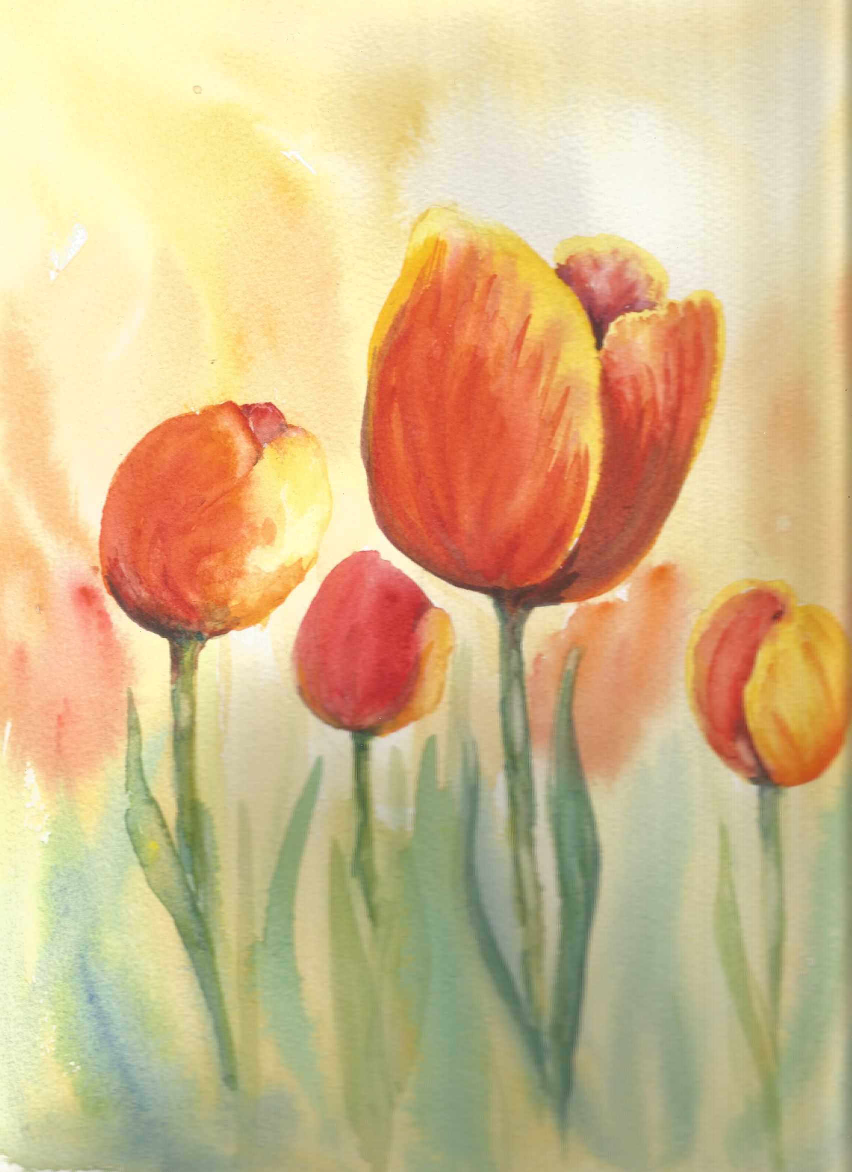 Tulips nfs)