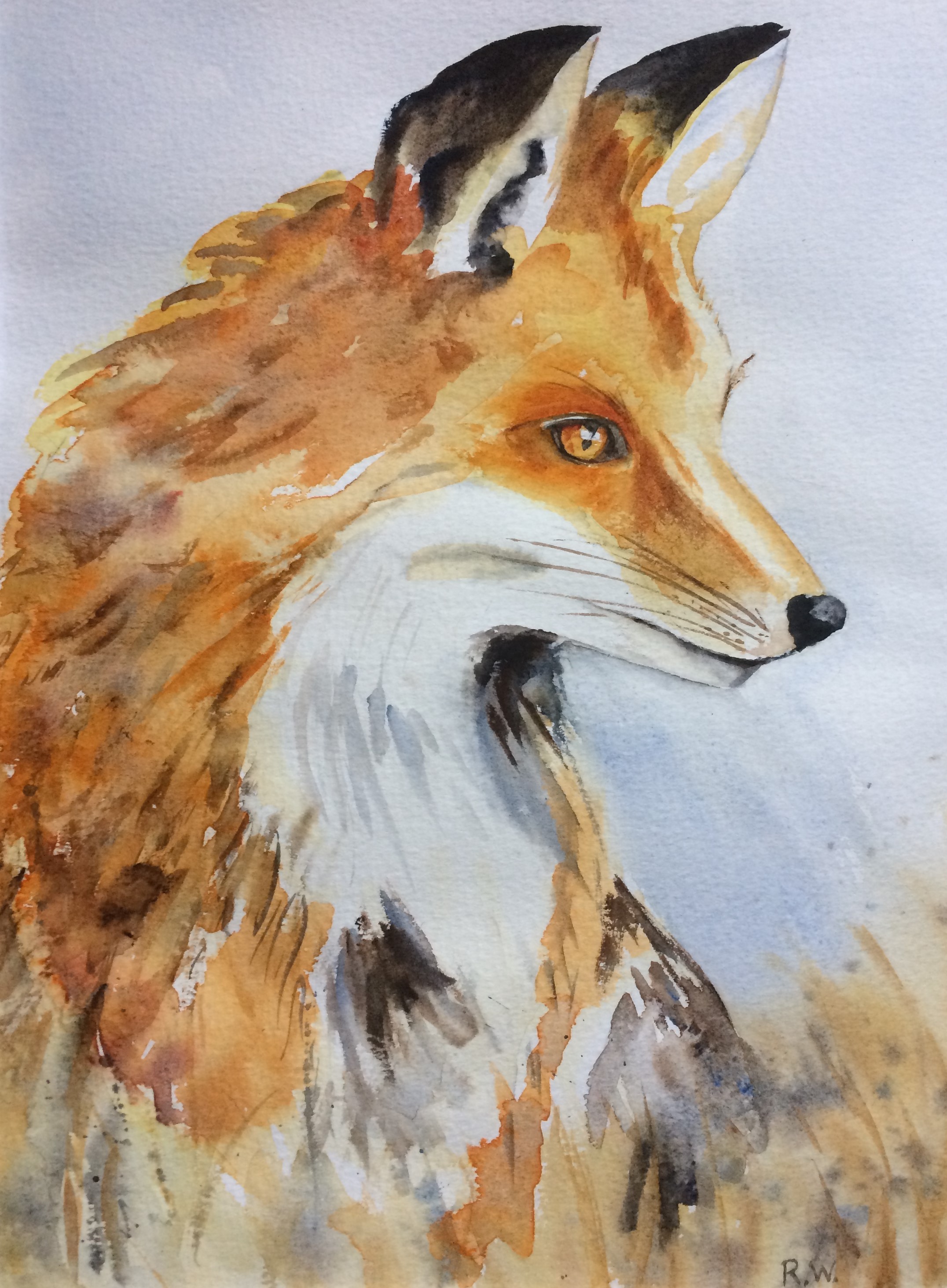 Fox Portrait