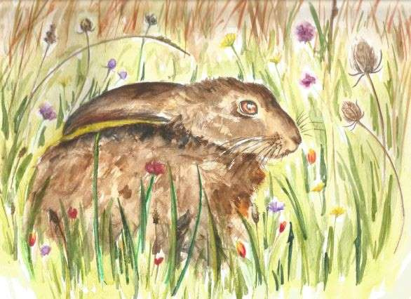 Hare in a field