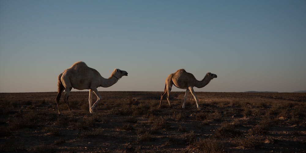 Kamelen roadtrip door de woestijn van Jordanië
