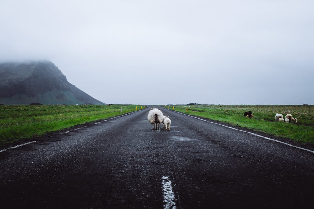 Grazende dieren langs de weg in IJsland kunnen zomaar oversteken