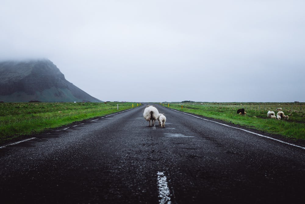 Schapen op de weg in IJsland Grazende dieren langs de weg in IJsland kunnen zomaar oversteken