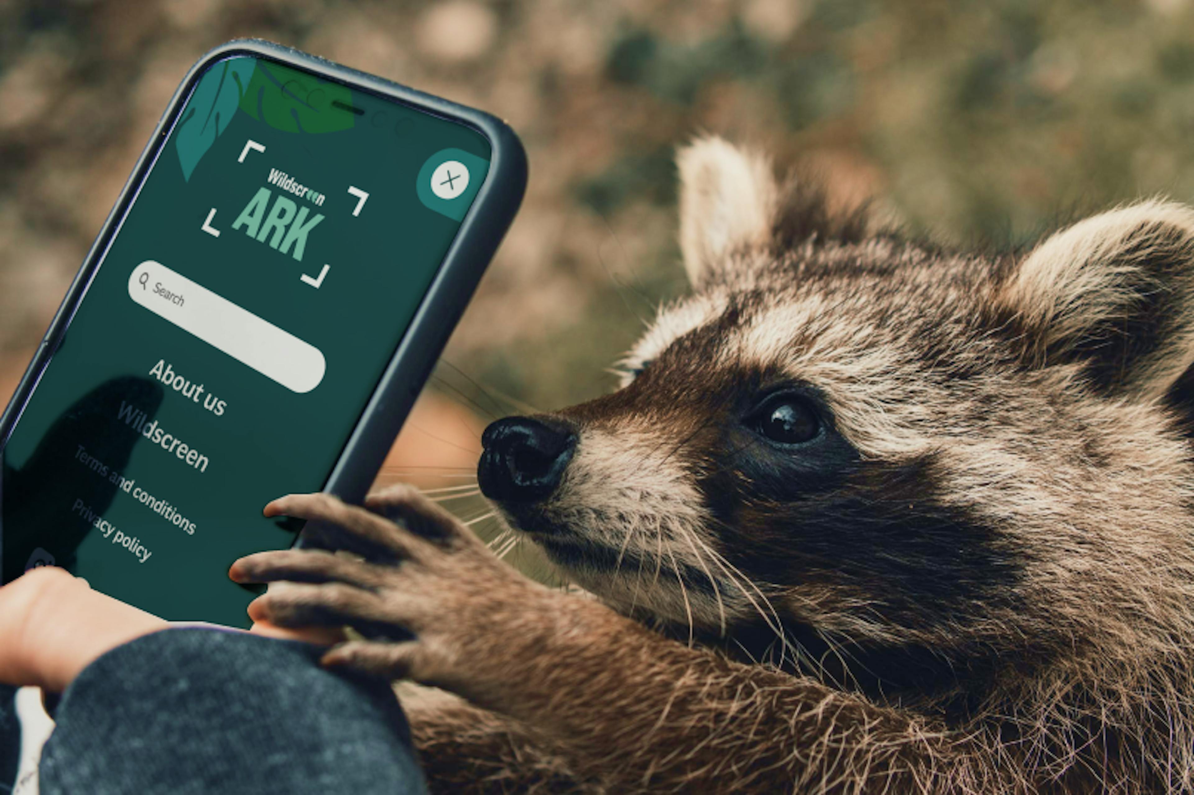 racoon holding a phone