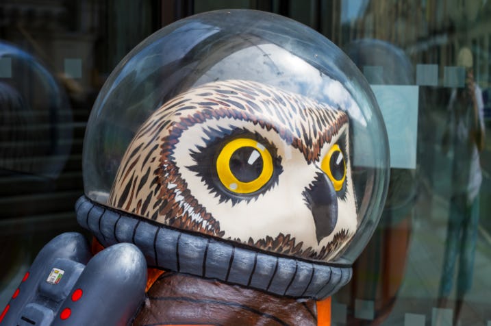 Up close with the Owlstranaut