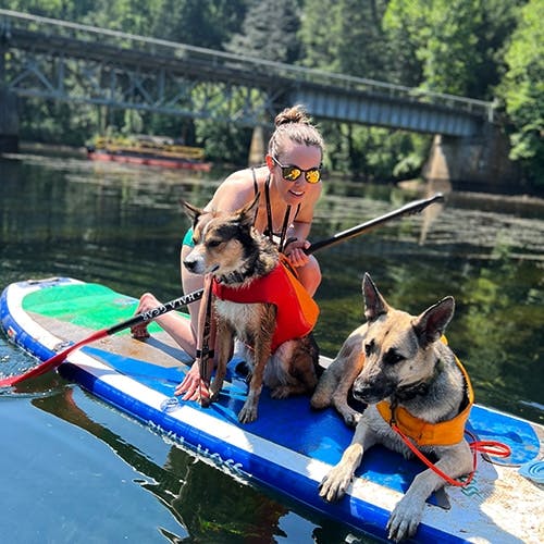 Woman on paddle-board with 2 dogs in orange lifejackets