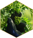 https://images.prismic.io/roku/458d9857-ad22-48f6-a877-0faa6d2b87f6_visuel+ingredient.png?auto=compress,format