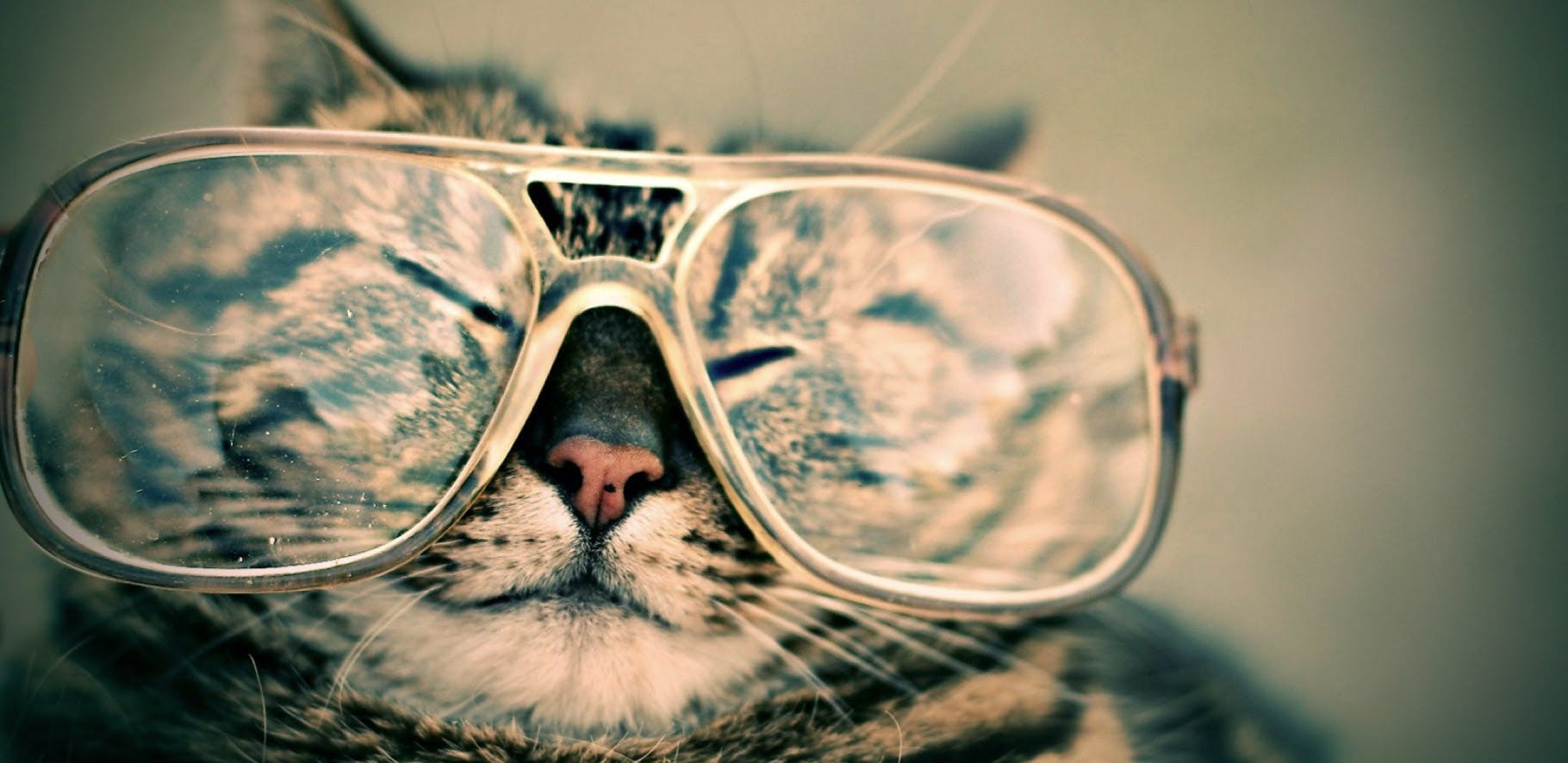 Cat wearing oversized reading glasses