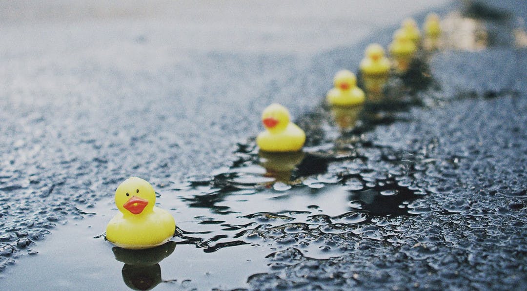 rubber duckies all in a row floating down a small stream