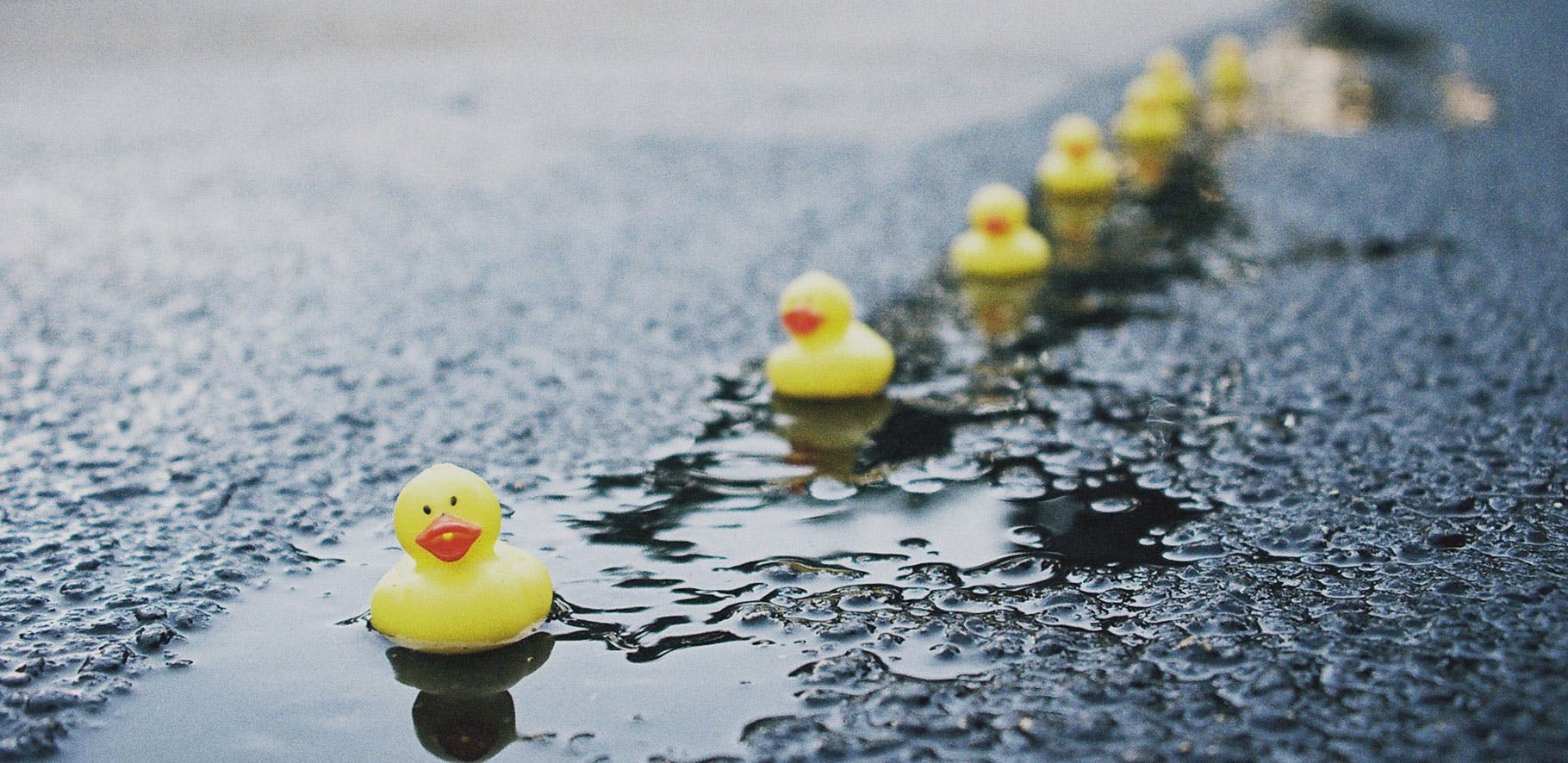 rubber duckies all in a row floating down a small stream