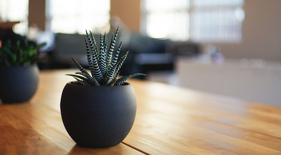 small cactus sitting on a table with a blurred background