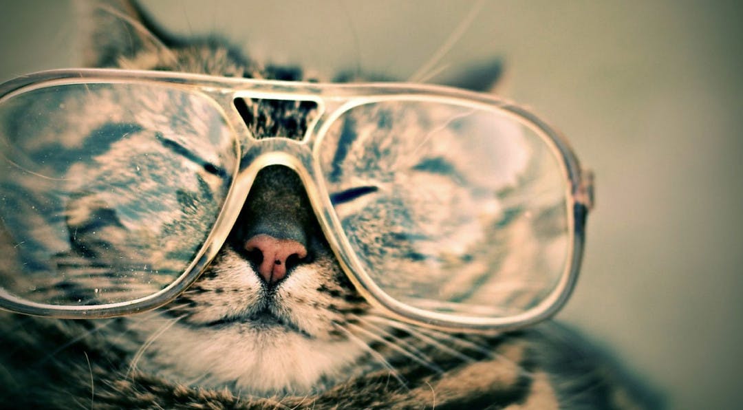 Cat wearing oversized reading glasses