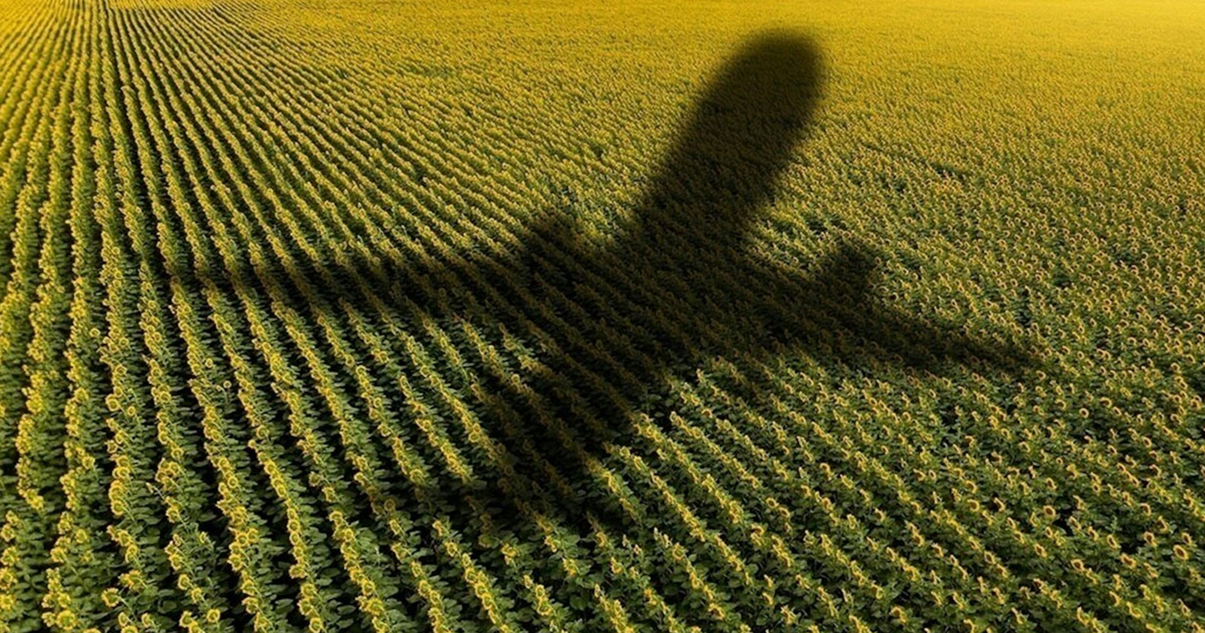 Shadow of a plane flying over a field