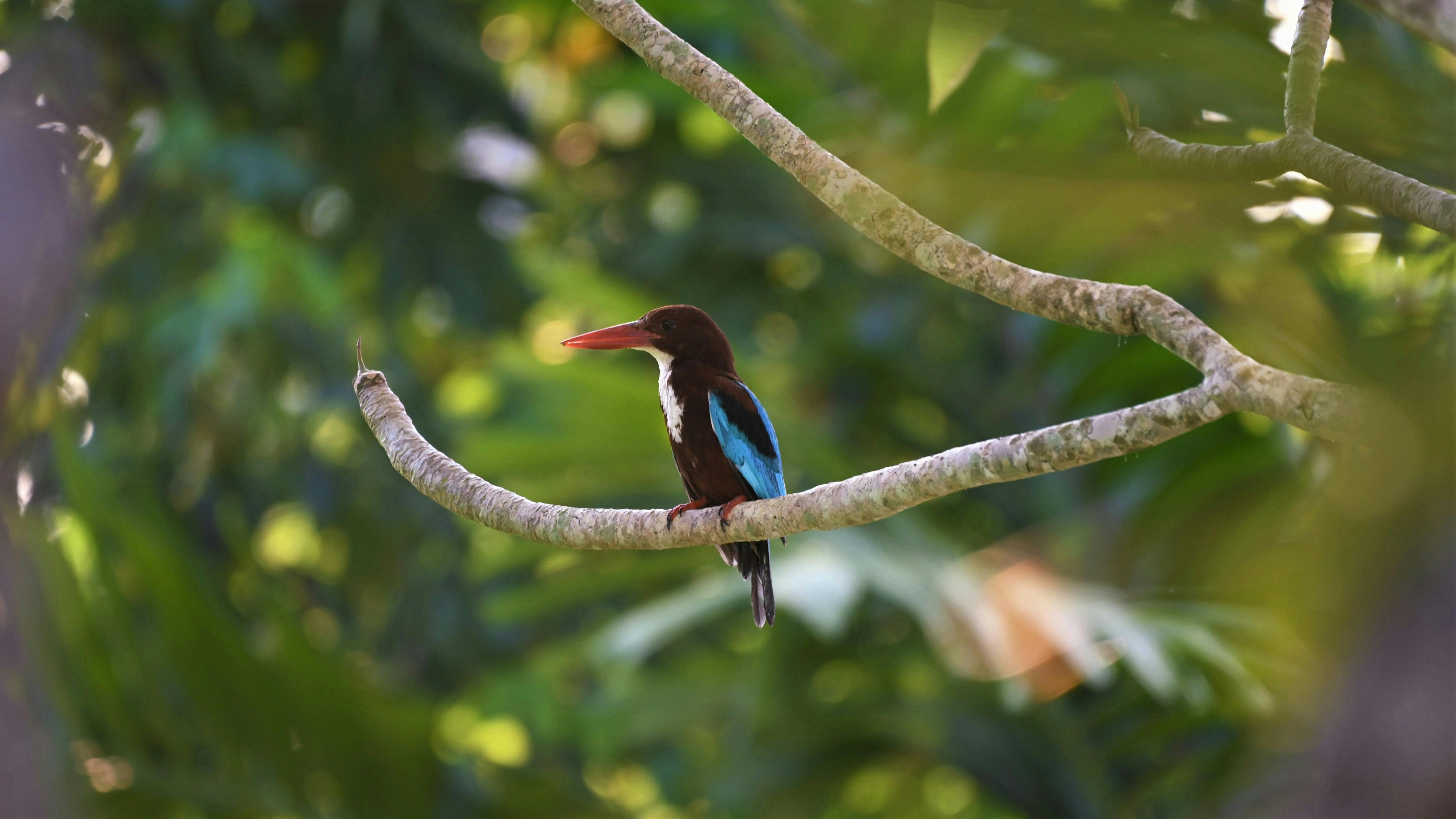 Bird resting on a branch in a jungle