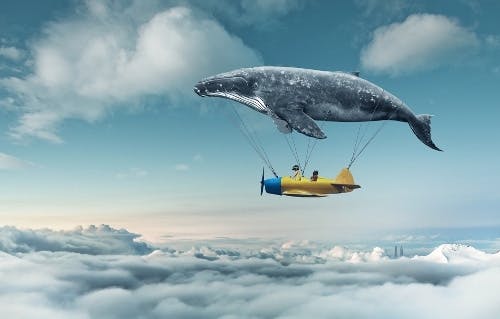 grey-whale-carrying-plane-in-sky
