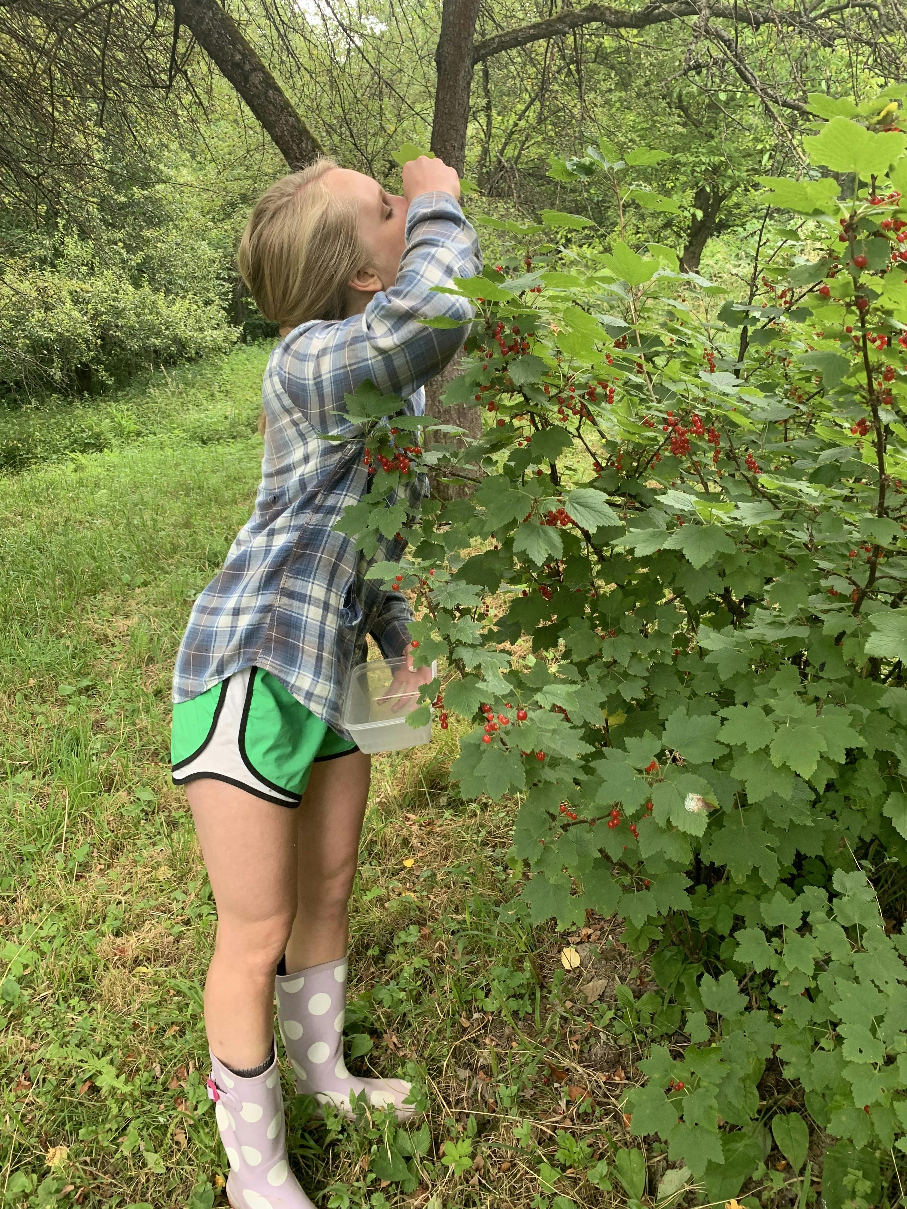 eating red currents off the bush