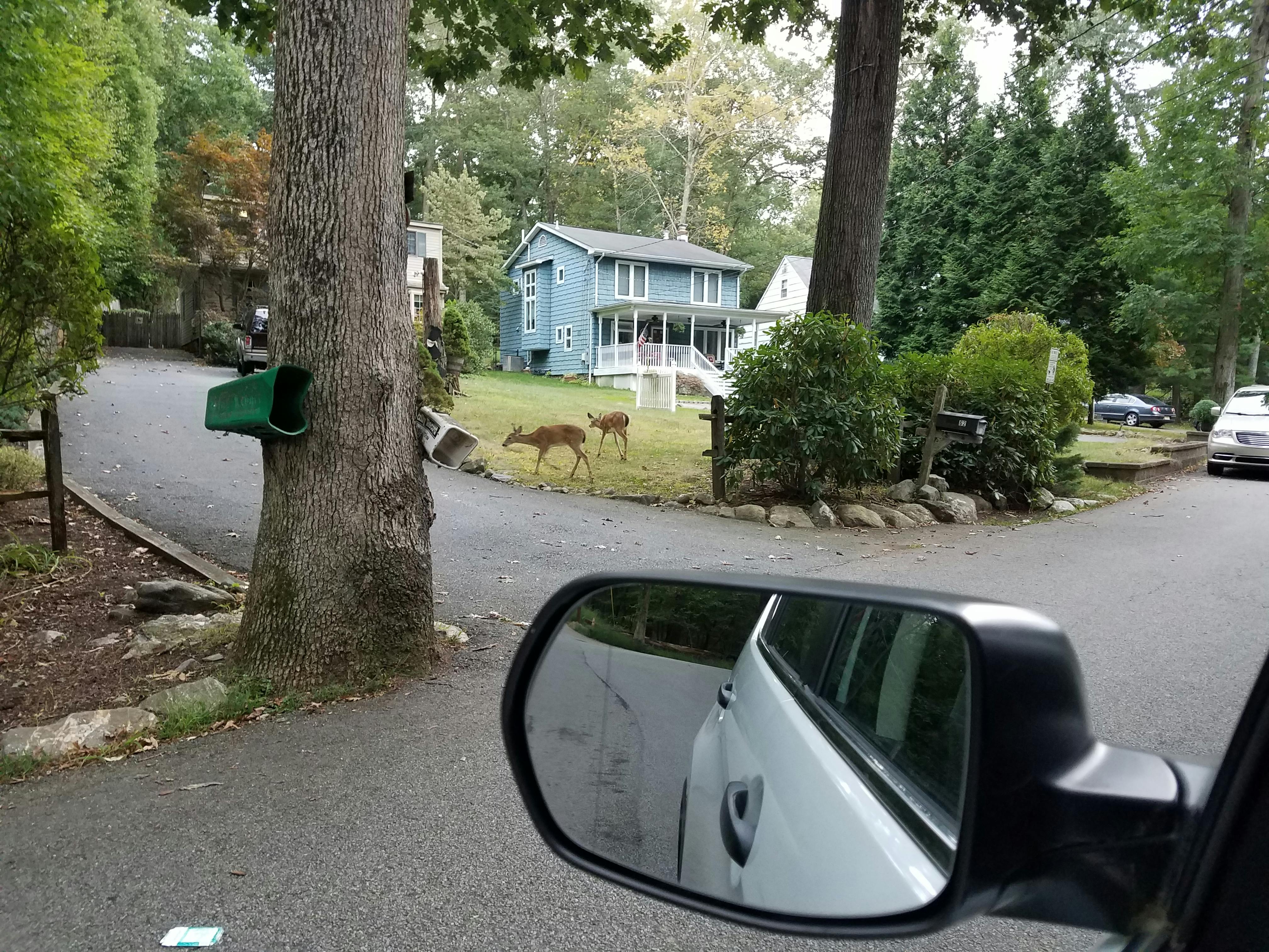 deer casually walking in nj neighborhood