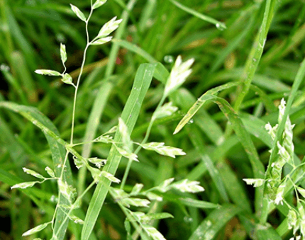 Ettårig vitgröe