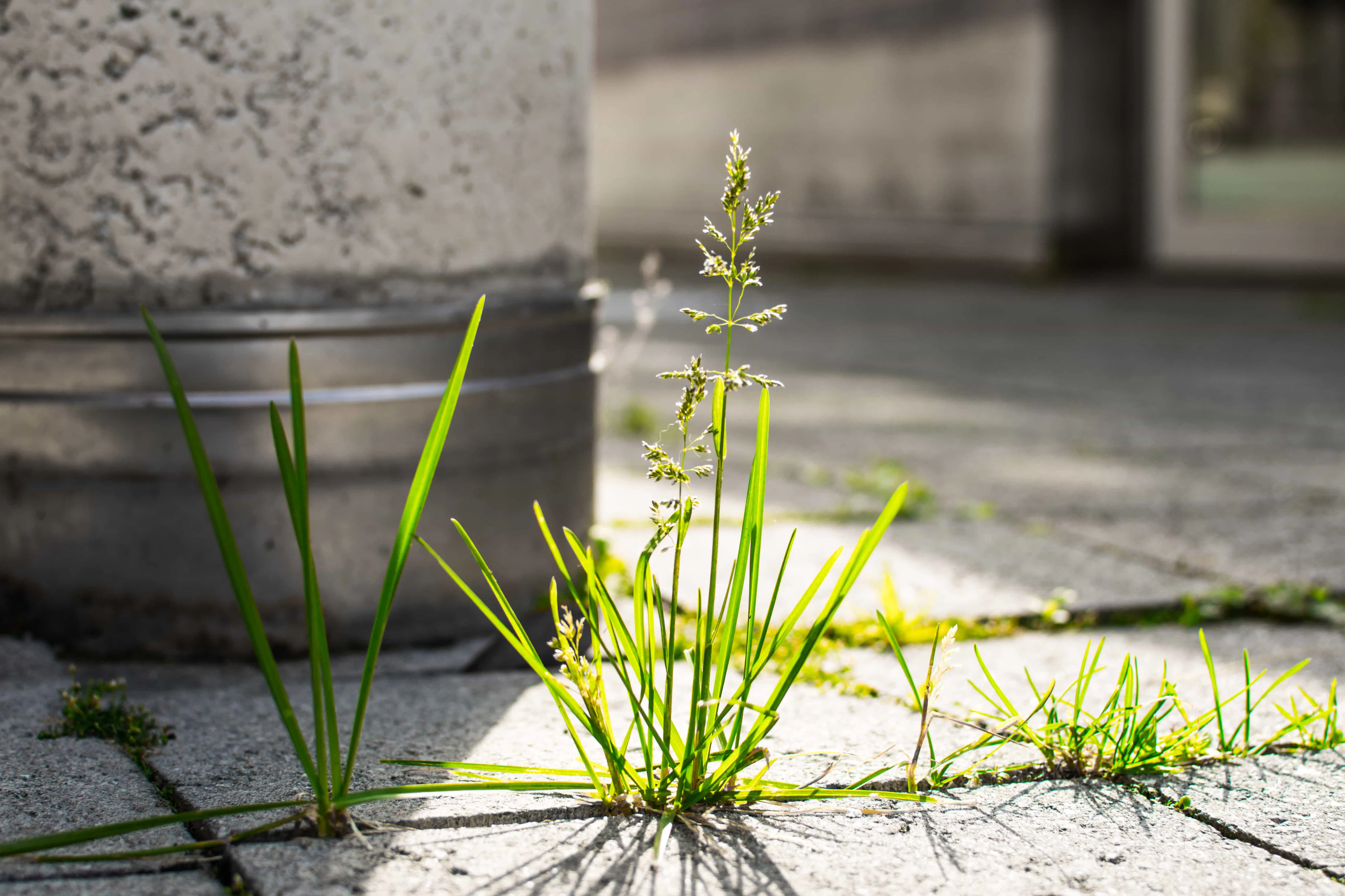 Supprimer Les Mauvaises Herbes Et Entretenir Son Jardin Roundup 